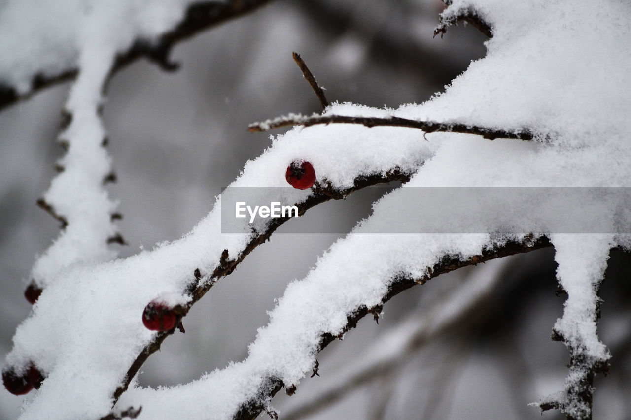 CLOSE-UP OF SNOW COVERED PLANT