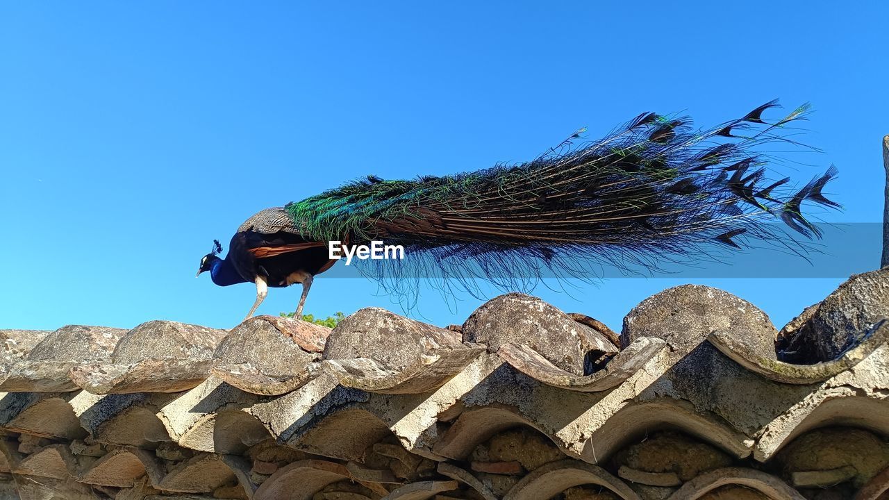 blue, sky, bird, clear sky, architecture, animal, animal themes, nature, roof, built structure, no people, low angle view, one animal, building exterior, day, sunny, animal wildlife, building, outdoors, peacock, travel destinations, wildlife, history, wing, the past