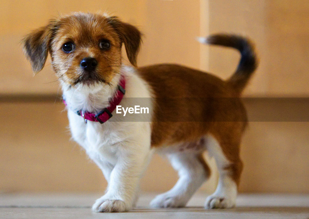 Portrait of puppy at home