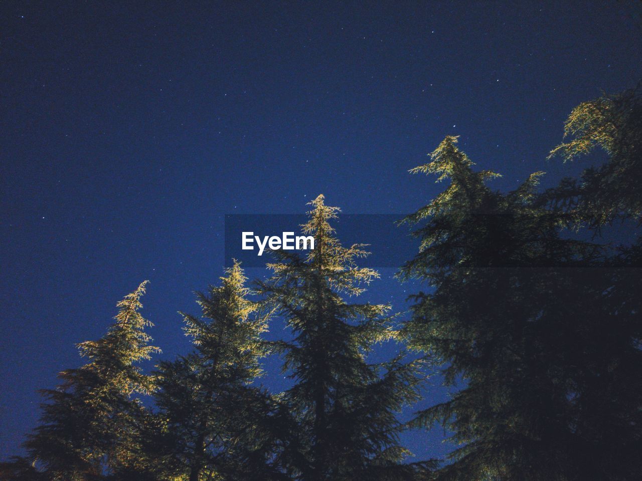 LOW ANGLE VIEW OF TREES AGAINST CLEAR BLUE SKY AT NIGHT