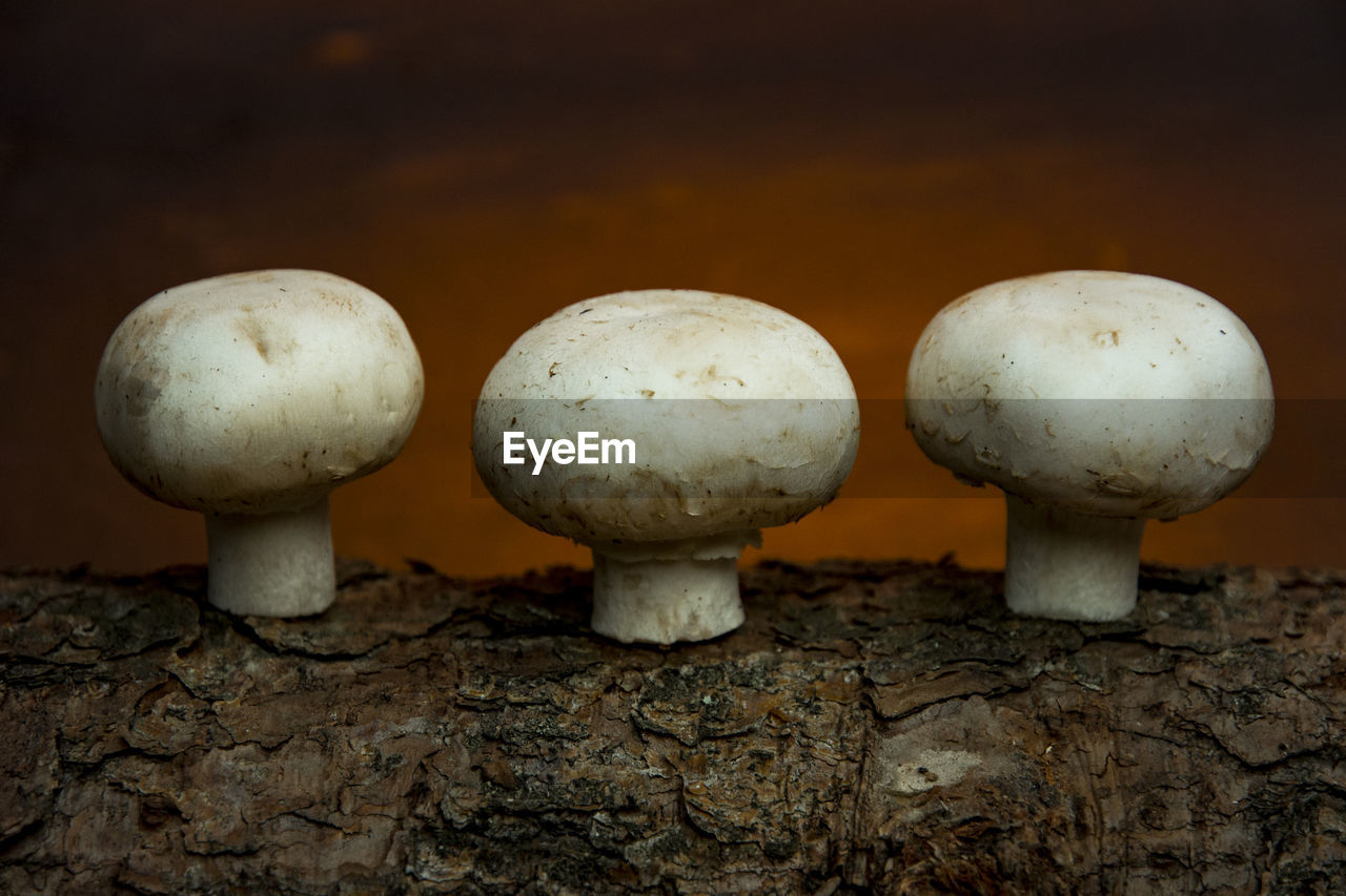 Close-up of mushrooms on a log