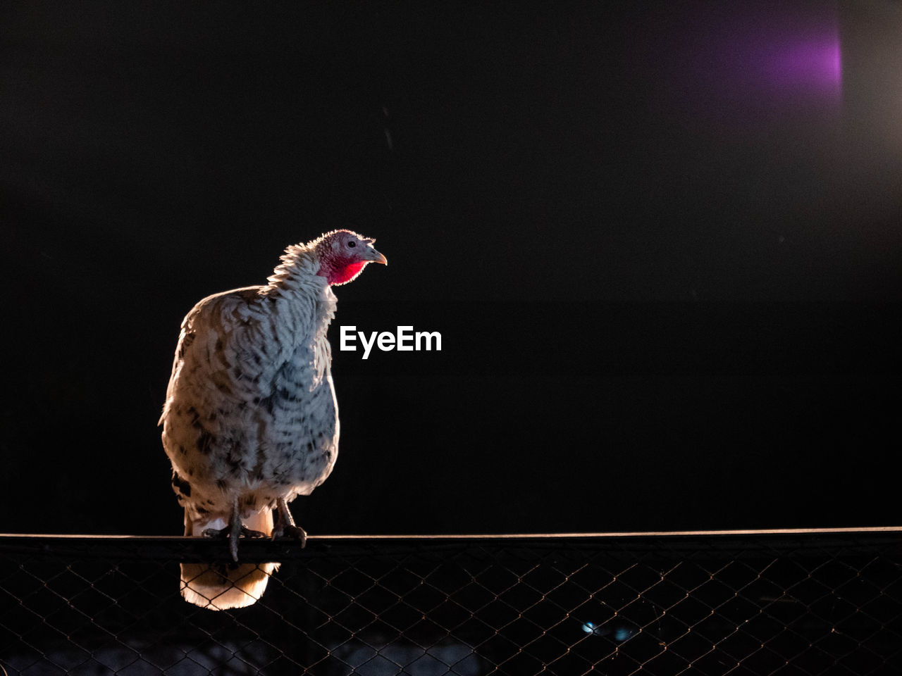 Turkey bird perching on railing