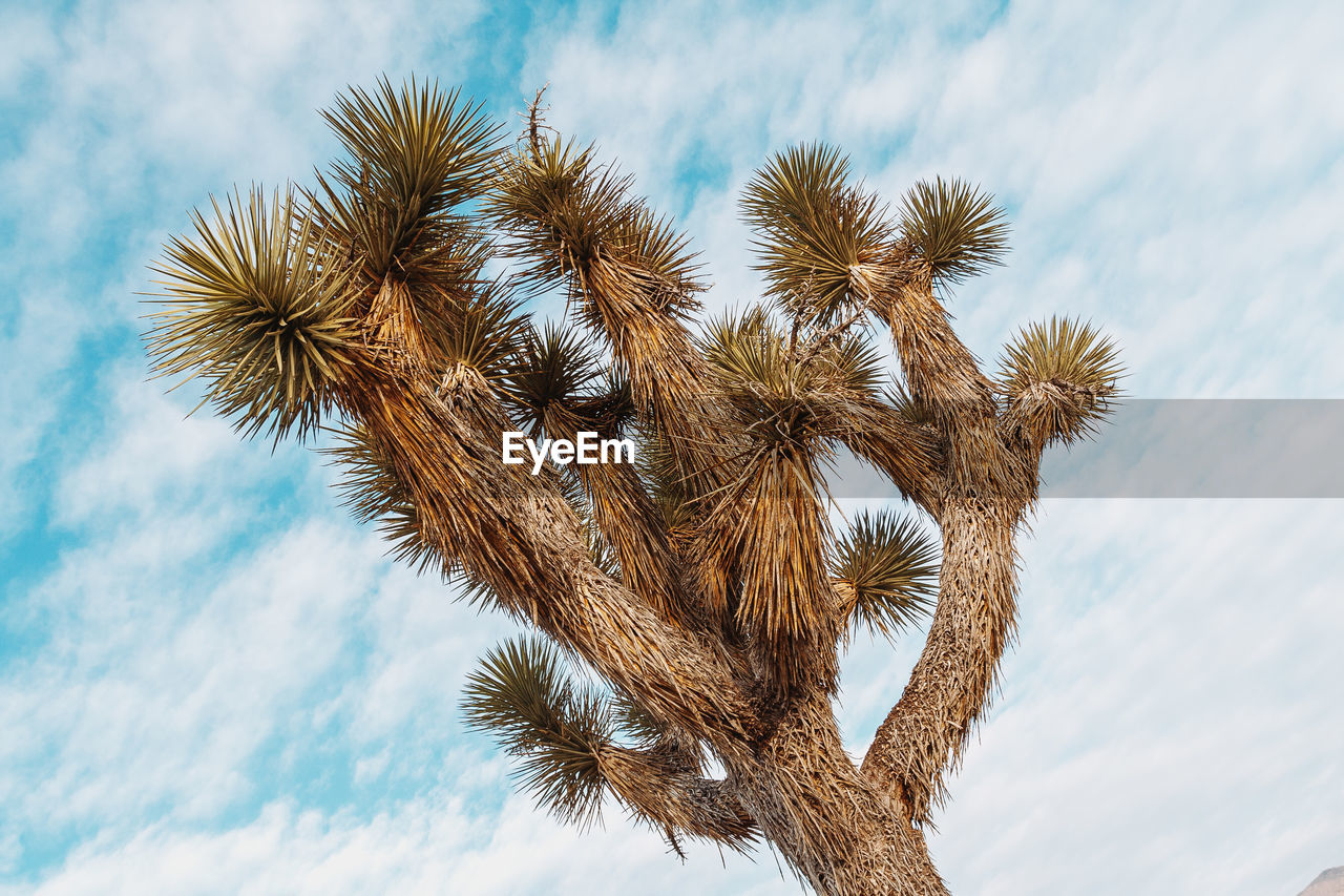 Low angle view of cactus growing on field against sky