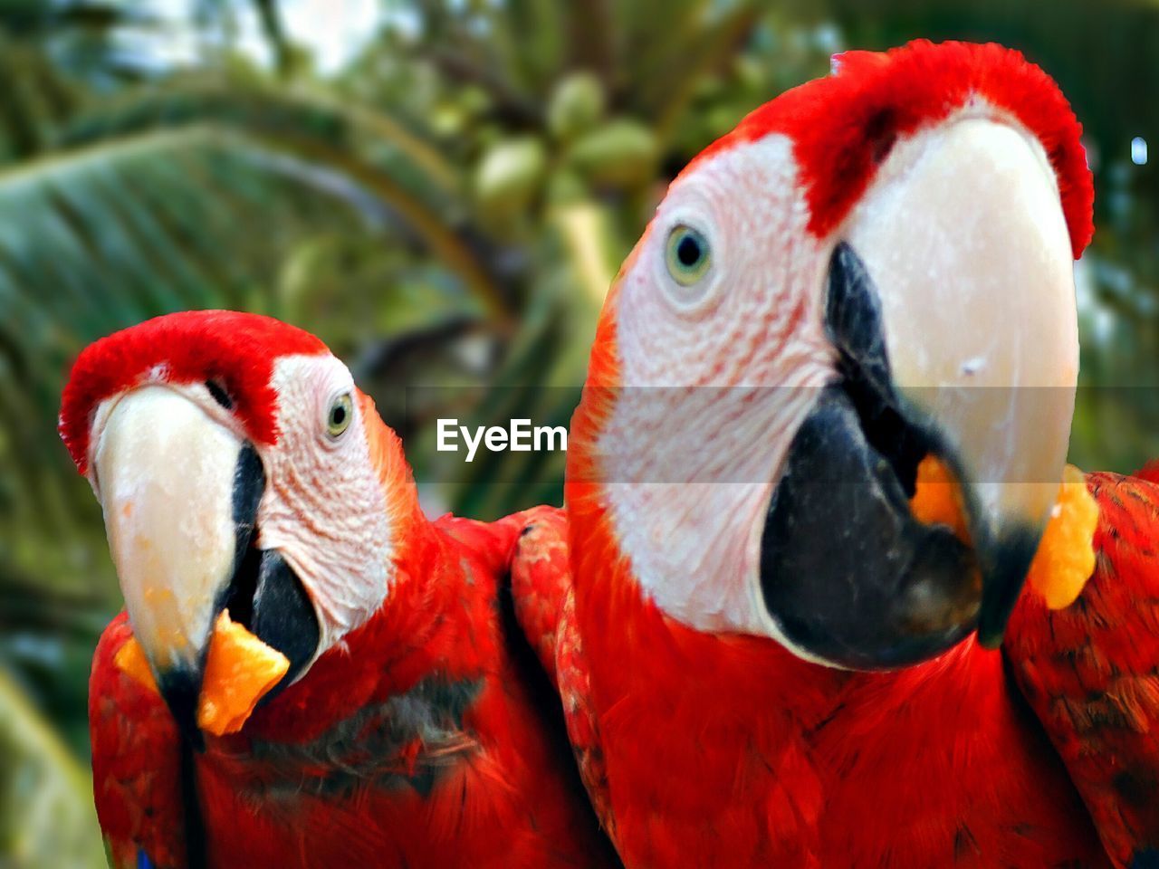 CLOSE-UP OF TWO PARROT