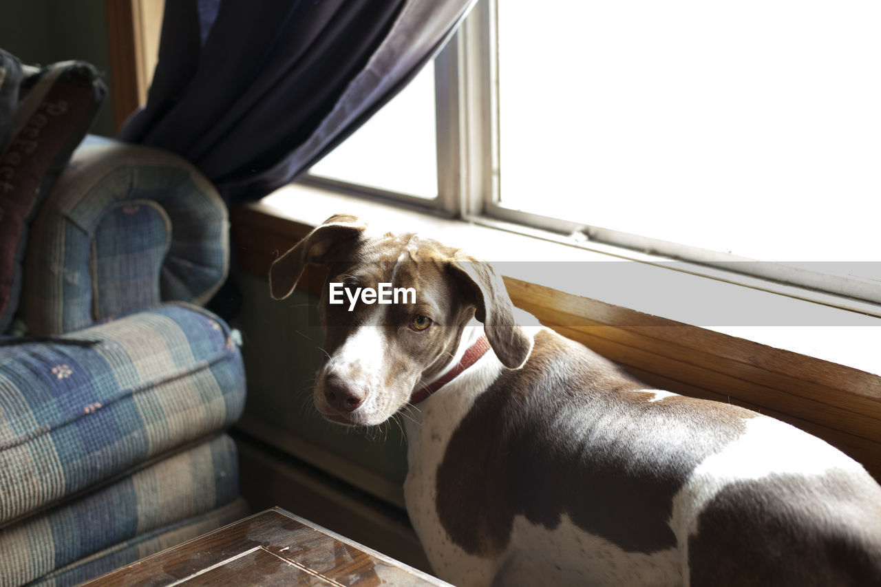 Portrait of dog standing at home