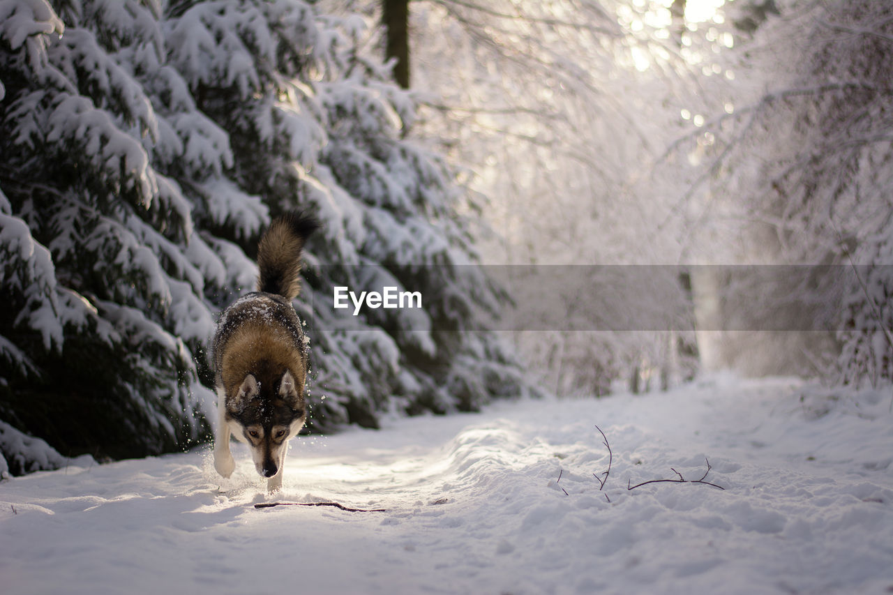 Siberian husky walking on snowy field amidst trees