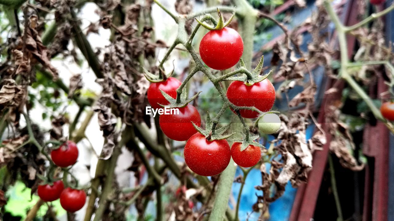 Close-up of cherry tomatoes growing in vegetable garden