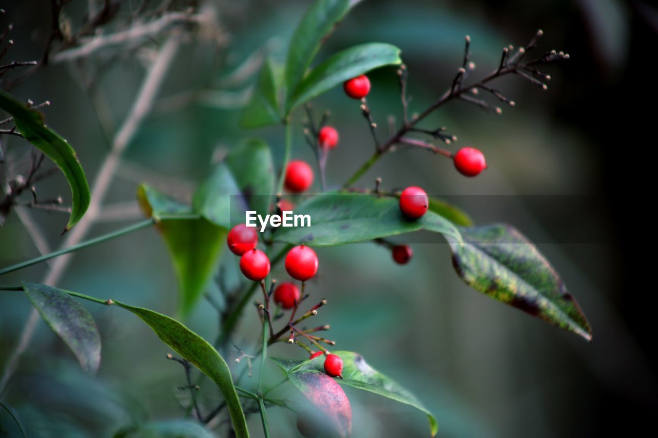 Close-up of berries on tree