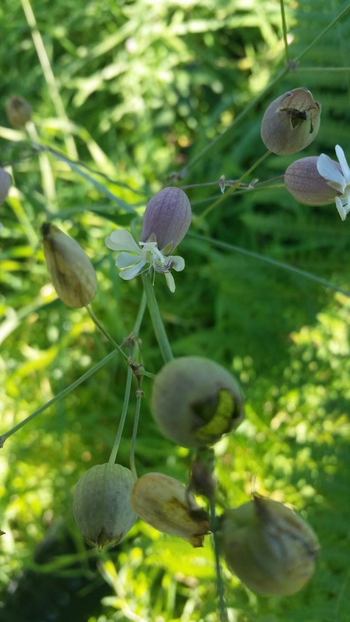 CLOSE-UP OF FRESH GREEN LEAVES