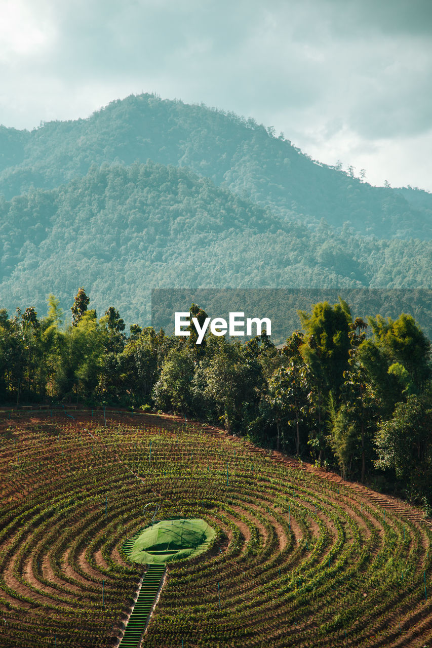 Scenic view of agricultural field against sky