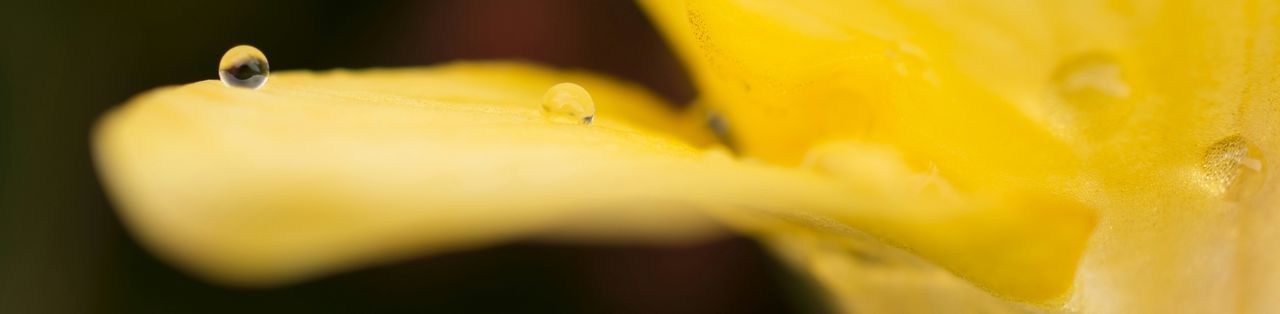 Panoramic view of wet yellow flower