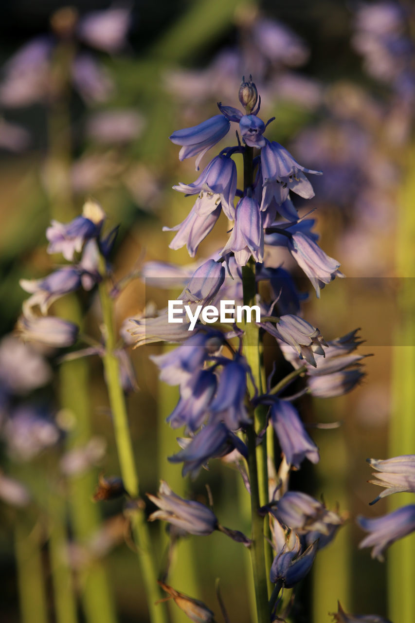 Close-up of purple flowering plant