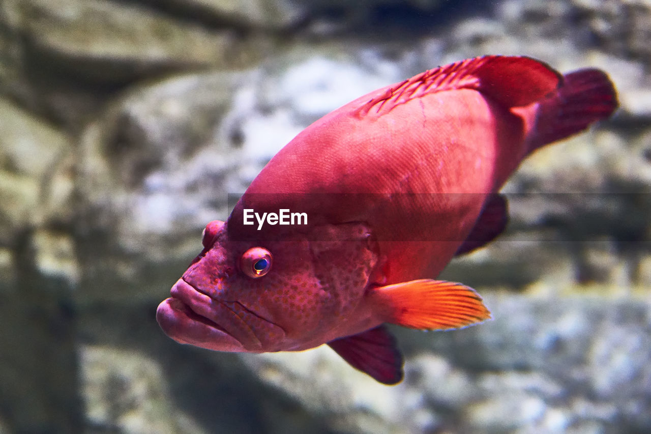 CLOSE-UP OF FISH IN SEA