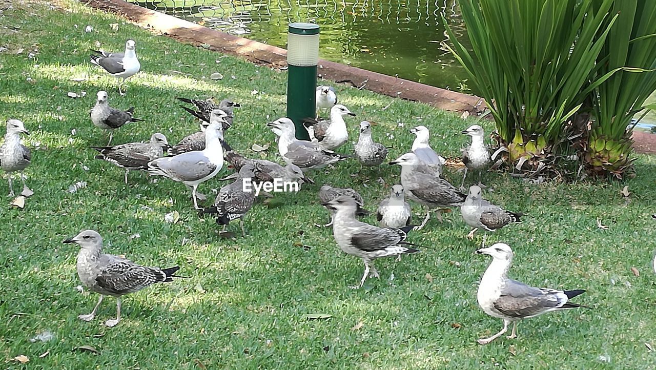 CLOSE-UP OF BIRDS ON GREEN LEAVES