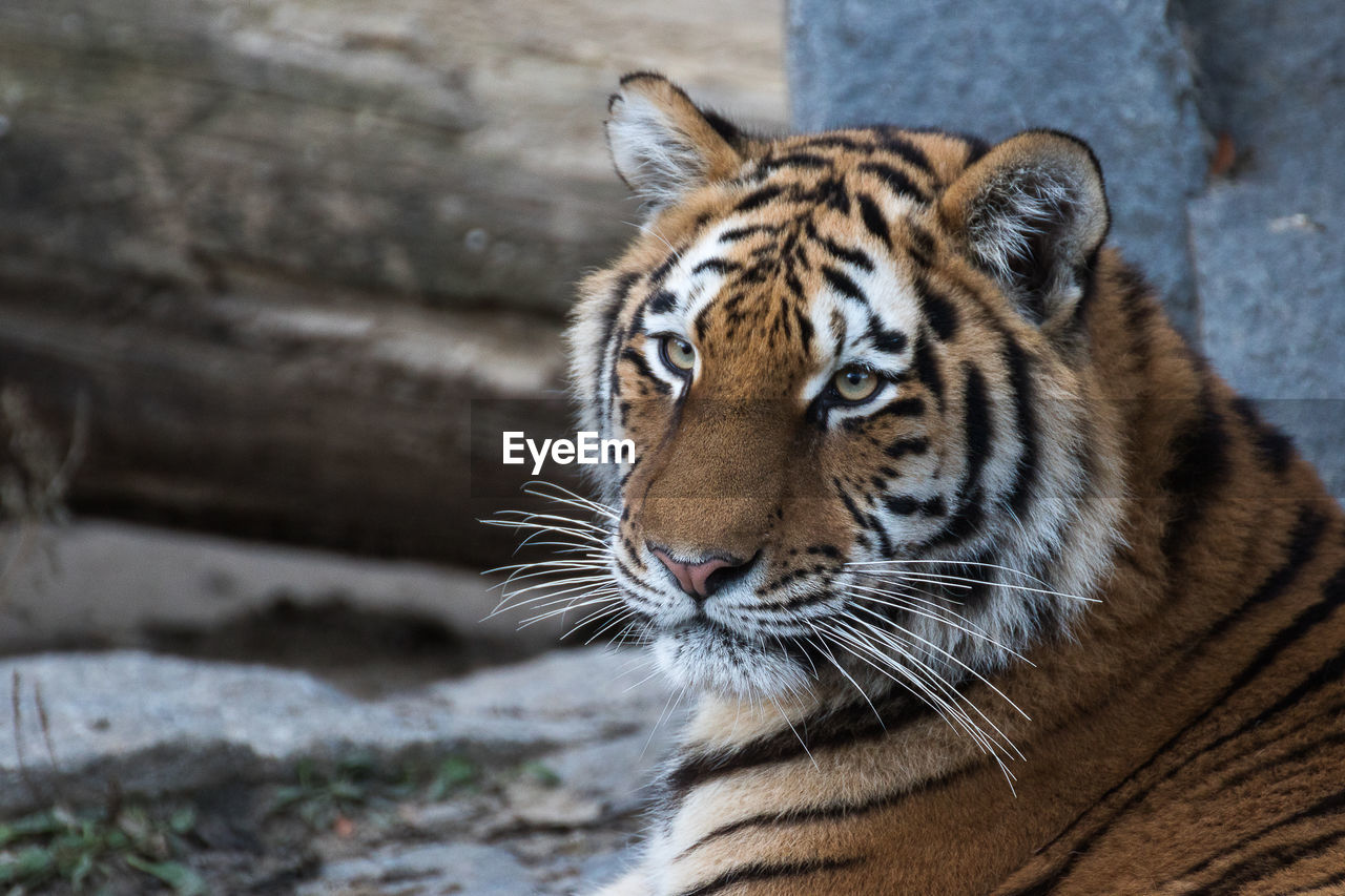 Close-up of tiger resting at zoo