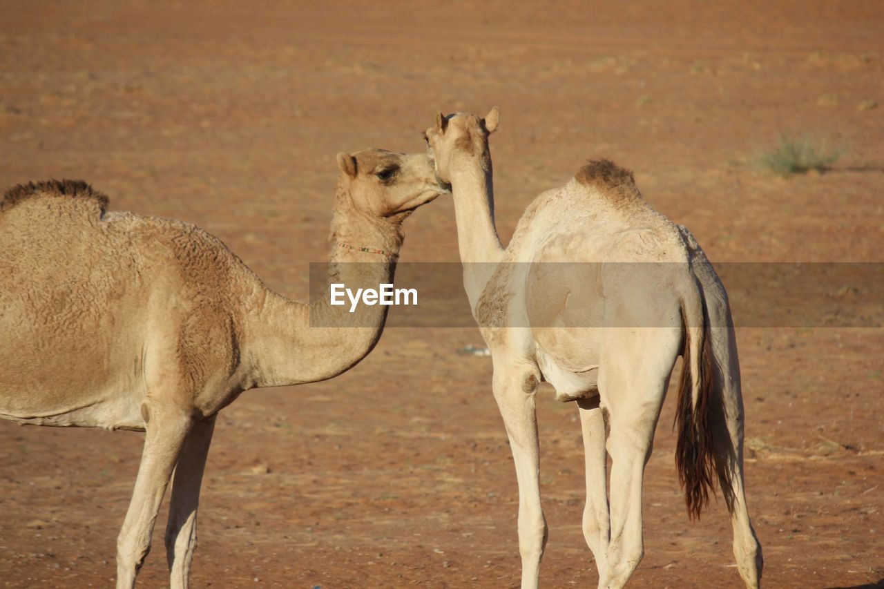 Desert kiss camels in love