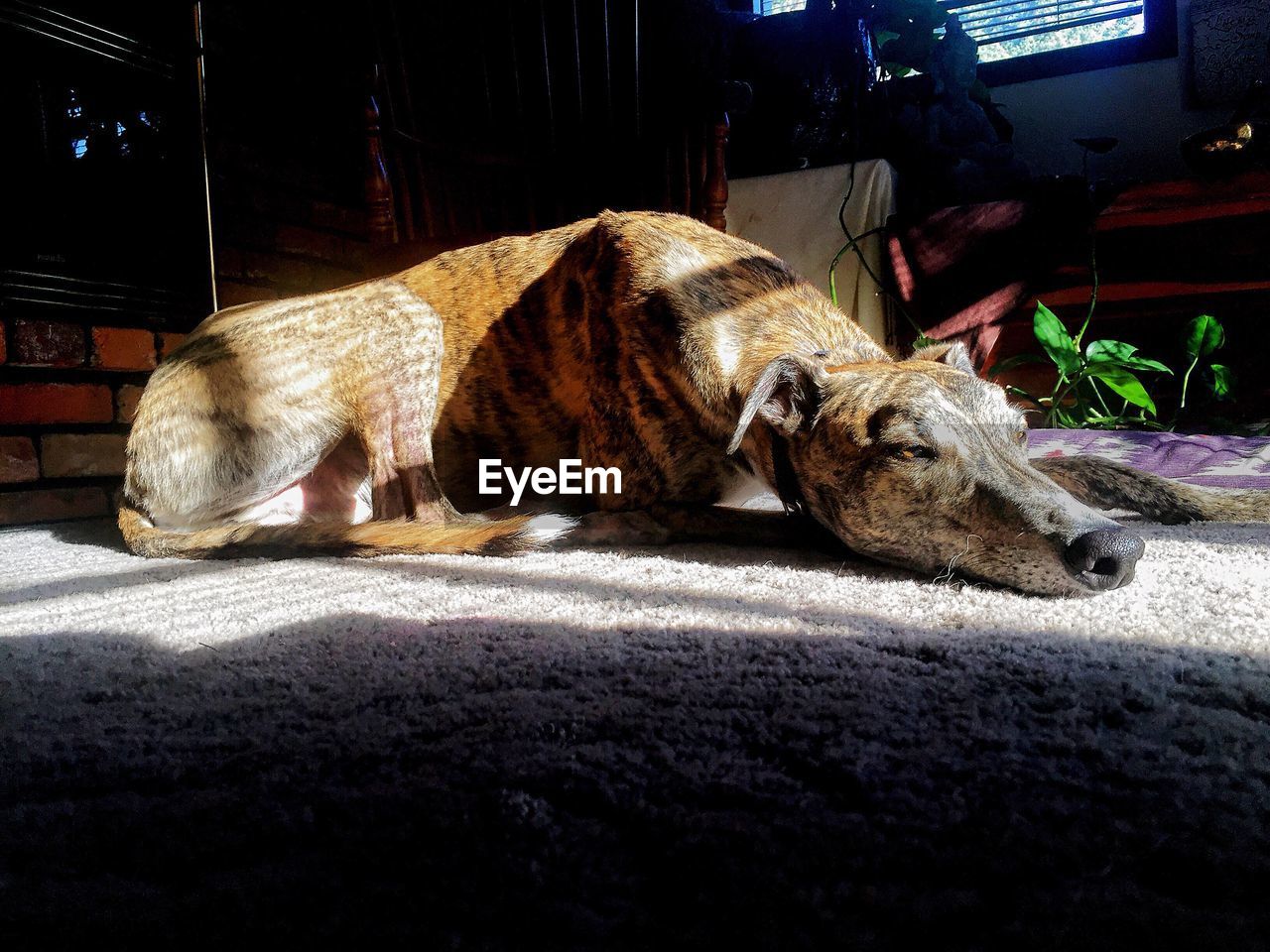 Sunlight falling on greyhound resting on rug at home