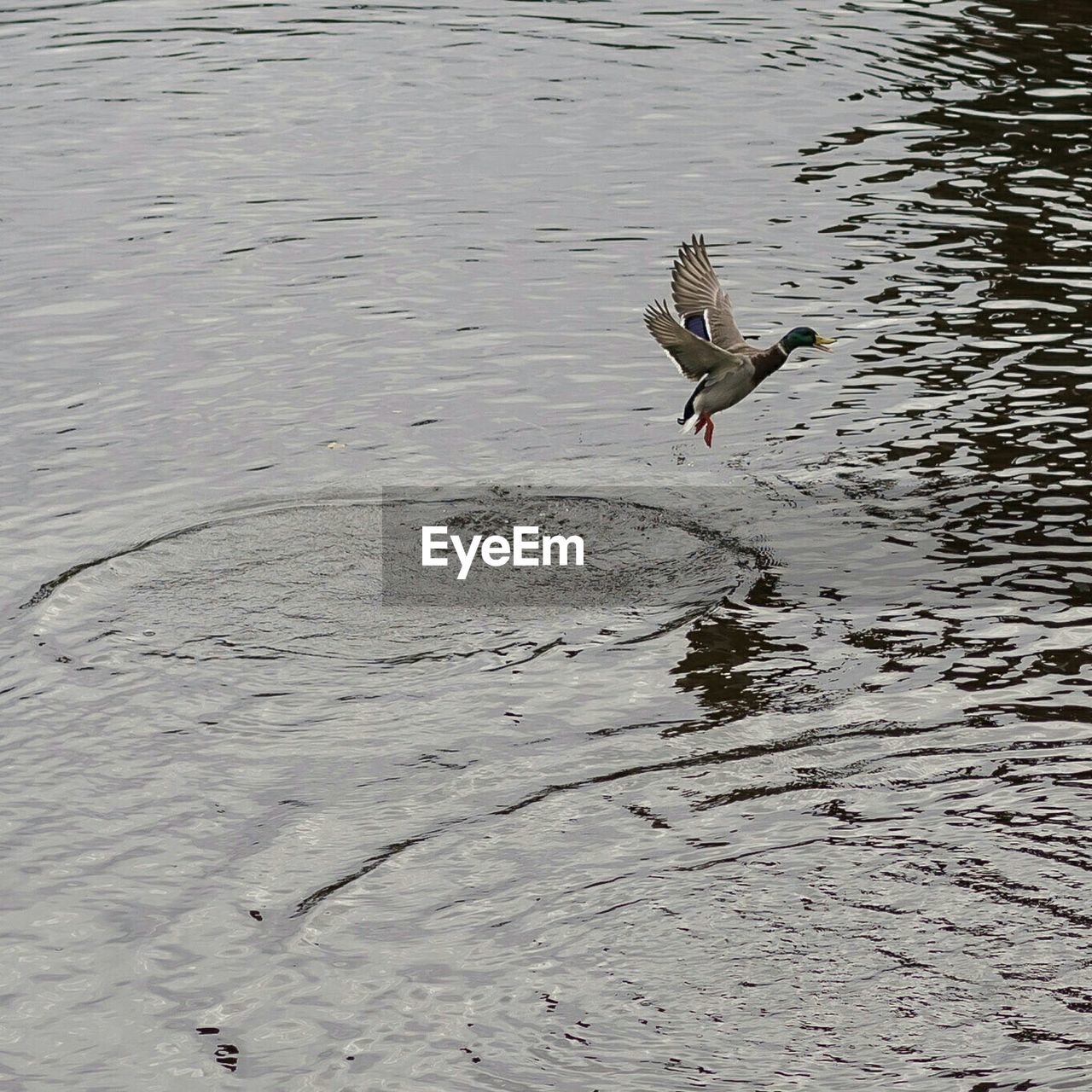 High angle view of mallard duck flying over lake