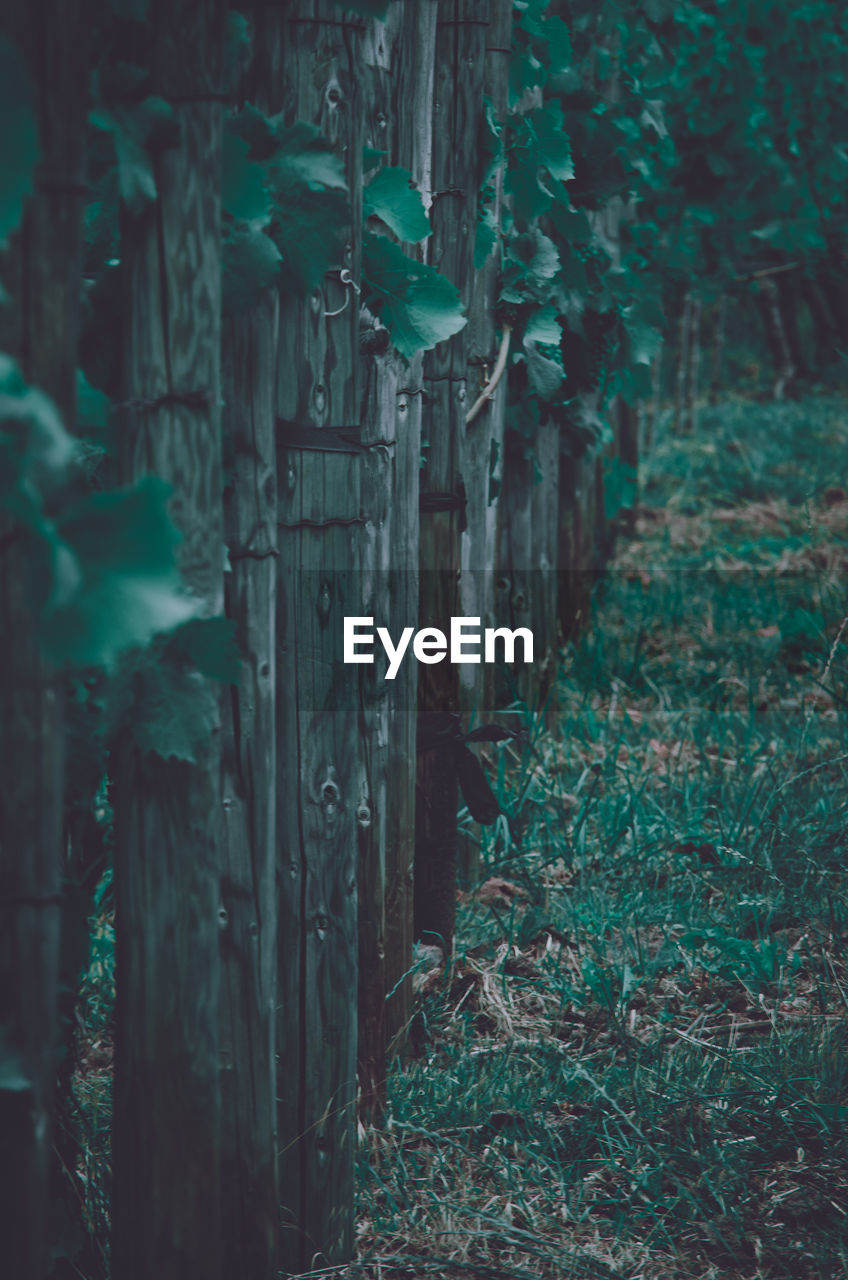 TREES GROWING IN FIELD