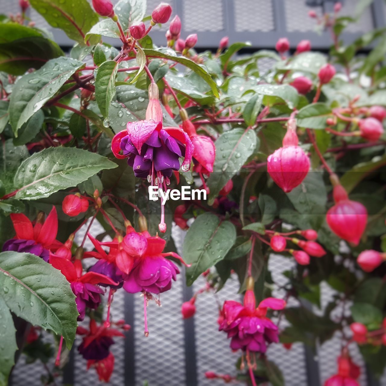 CLOSE-UP OF RED FLOWERING PLANT