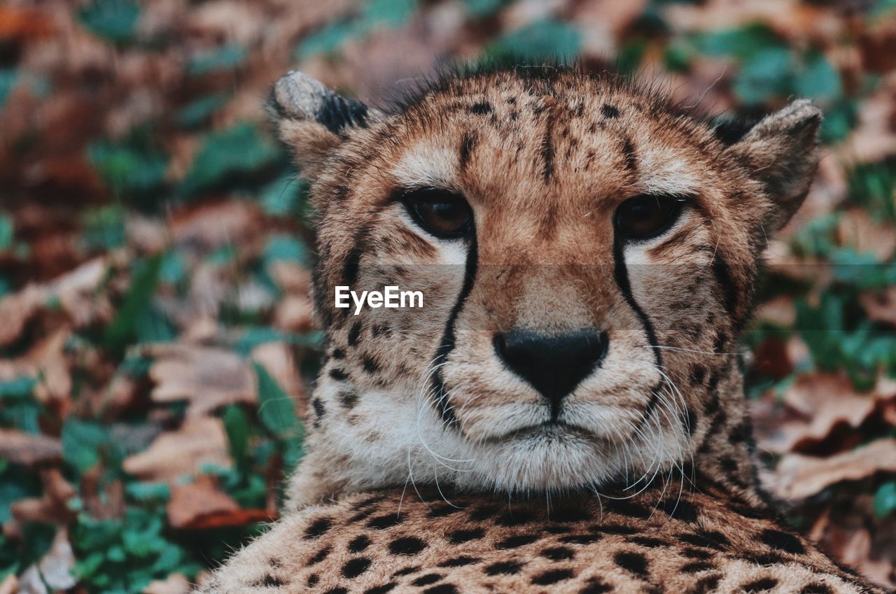 Close-up portrait of a cheetah