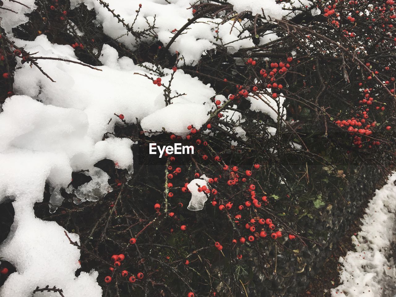 CLOSE-UP OF SNOW ON TREE