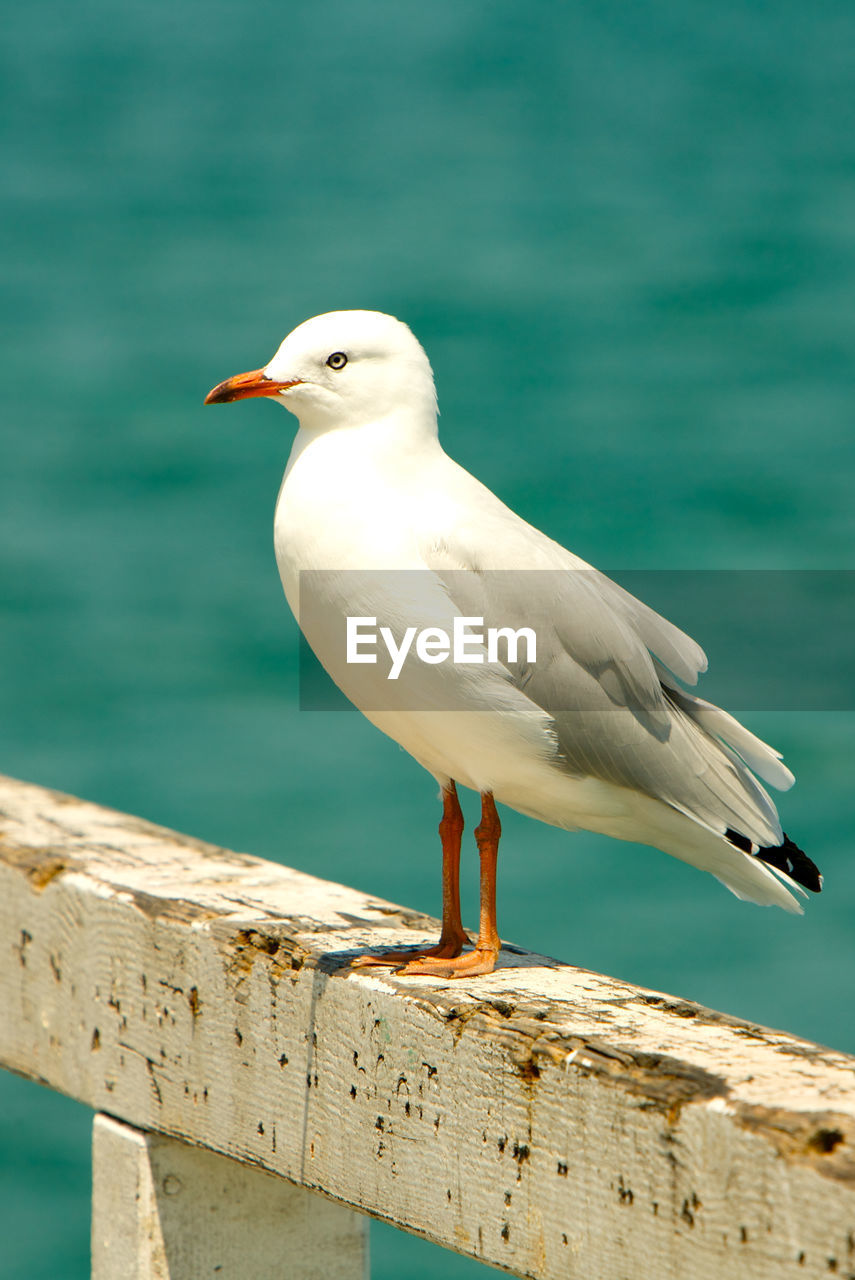 Close-up of seagull perching on railing