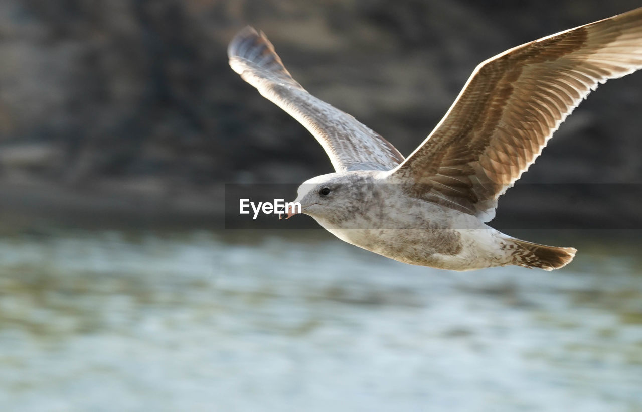 Close-up of seagull flying over sea