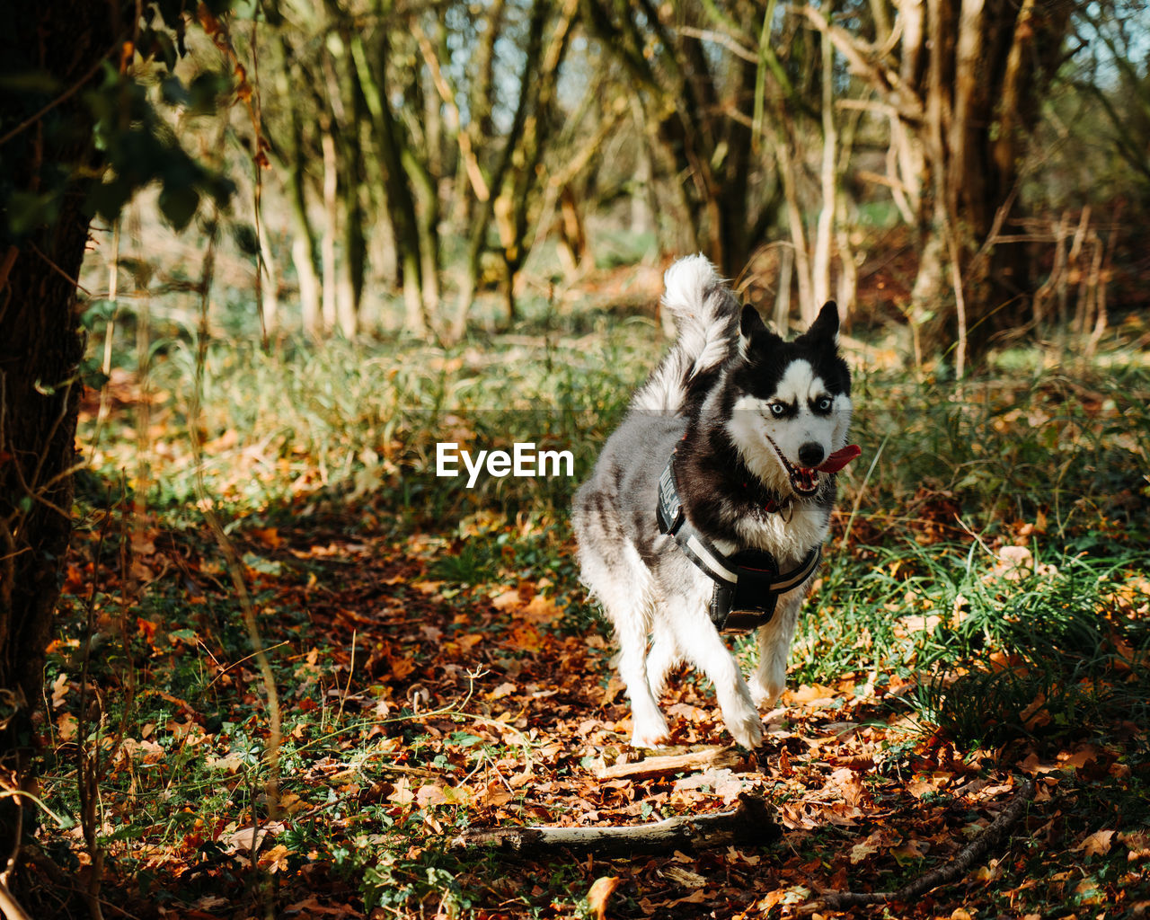 PORTRAIT OF A DOG IN FOREST