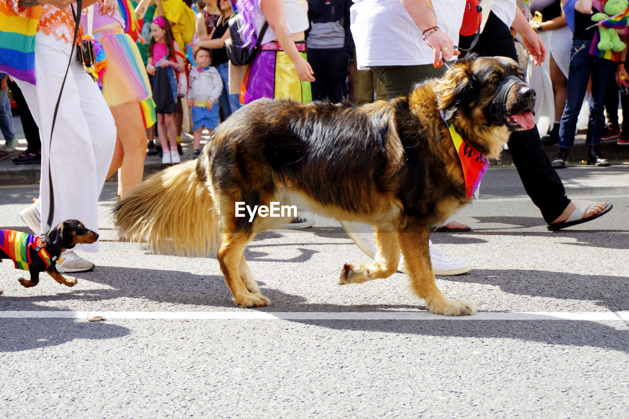 Rear view of dogs on street during pride