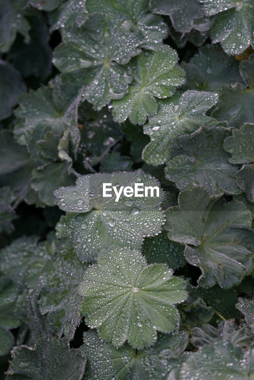 WATER DROPS ON LEAVES DURING WINTER