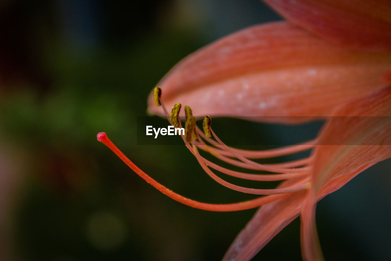 CLOSE-UP OF ORANGE ROSE BUD