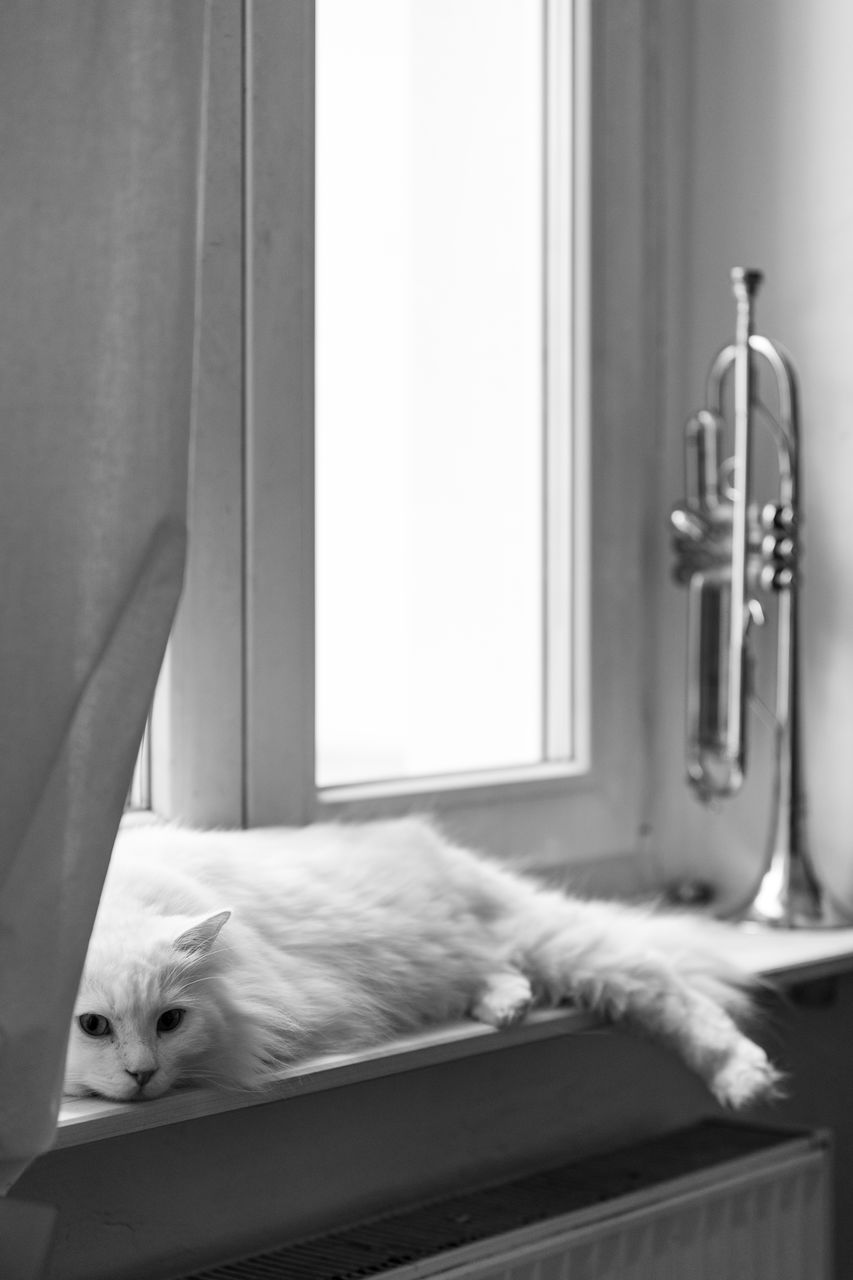 room, indoors, white, domestic room, cat, window, sink, interior design, relaxation, home interior, no people, black and white, domestic animals, furniture, curtain, bedroom, bed, pet, domestic life, animal, one animal, sleeping, home, plumbing fixture, black, animal themes, mammal, monochrome photography, domestic cat