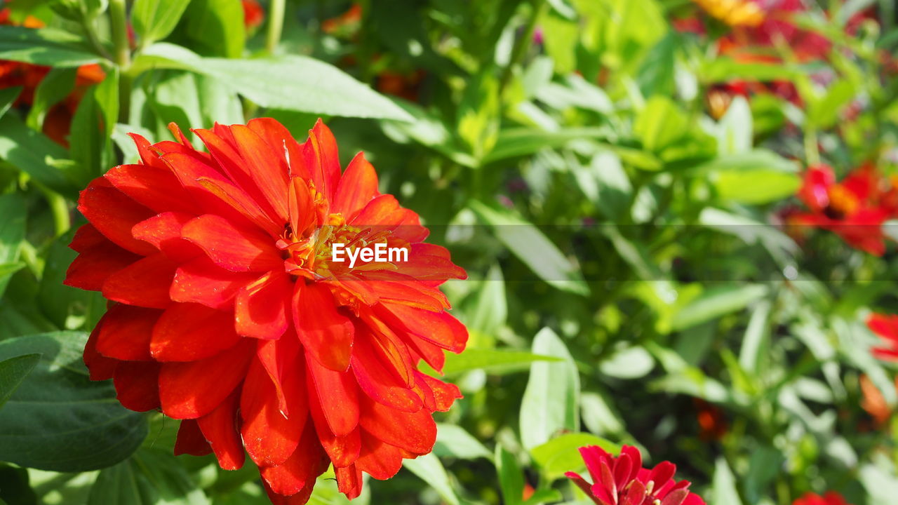 flower, flowering plant, plant, freshness, beauty in nature, petal, flower head, close-up, fragility, red, inflorescence, growth, nature, plant part, leaf, green, no people, focus on foreground, outdoors, dahlia, day, botany, multi colored, orange color