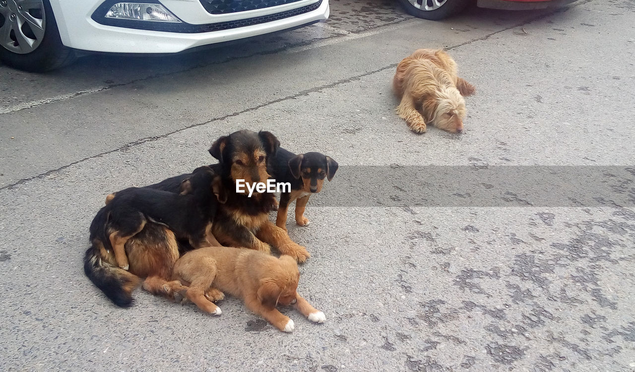 HIGH ANGLE VIEW OF DOGS SITTING