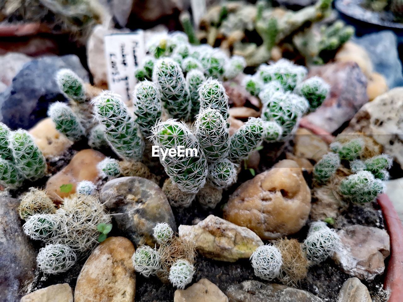 CLOSE-UP OF SUCCULENT PLANT