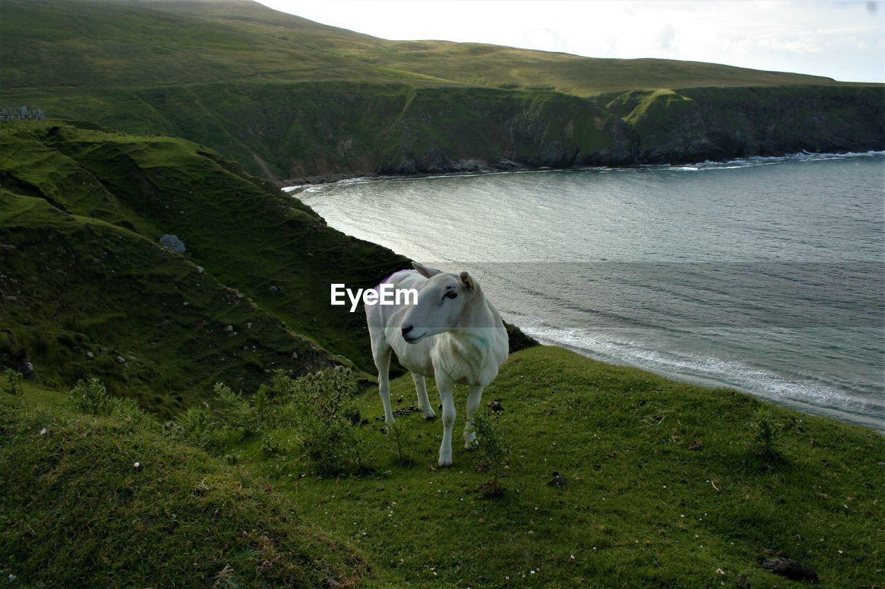 VIEW OF A HORSE ON THE LAND