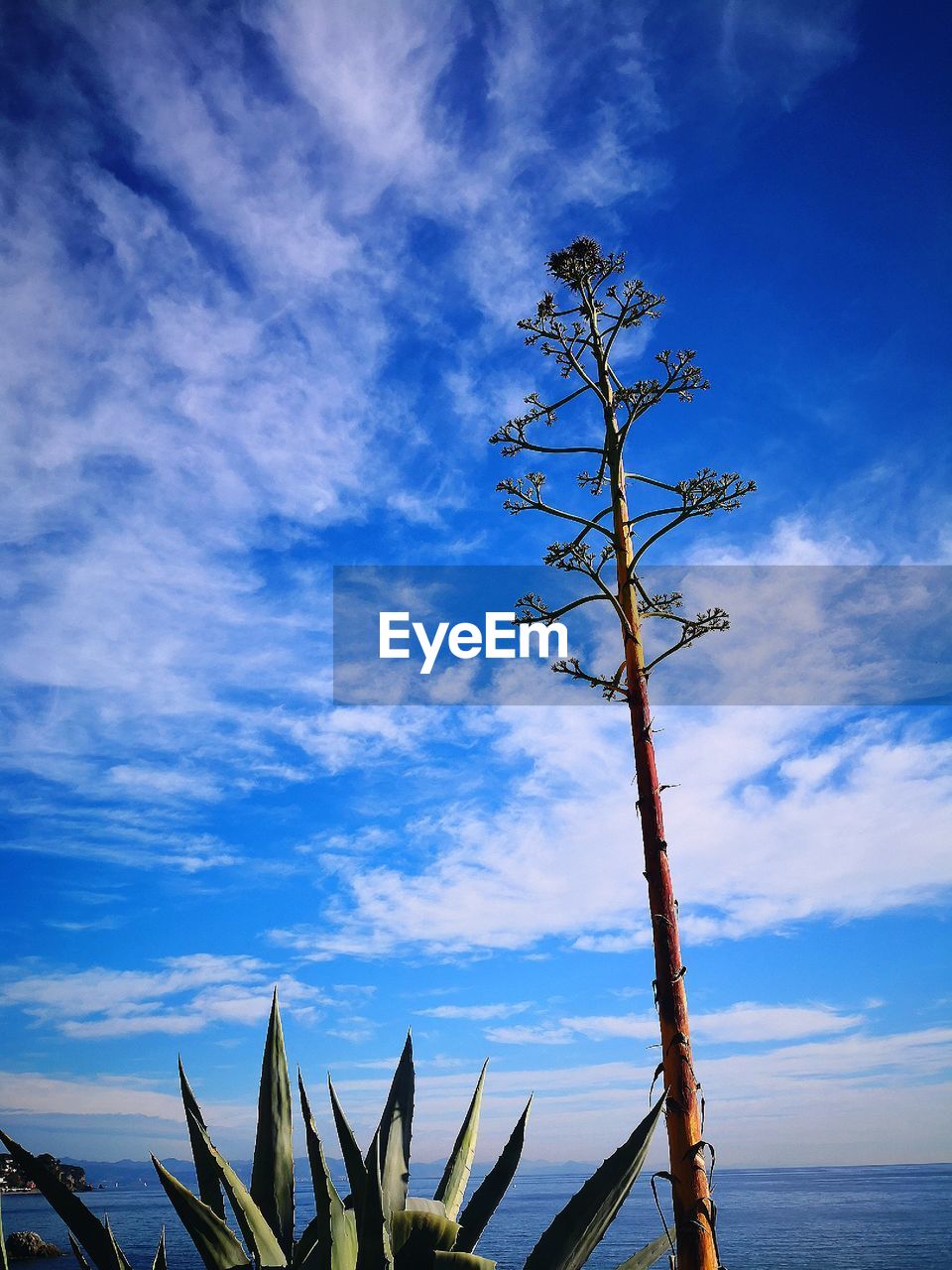 Low angle view of trees against sky