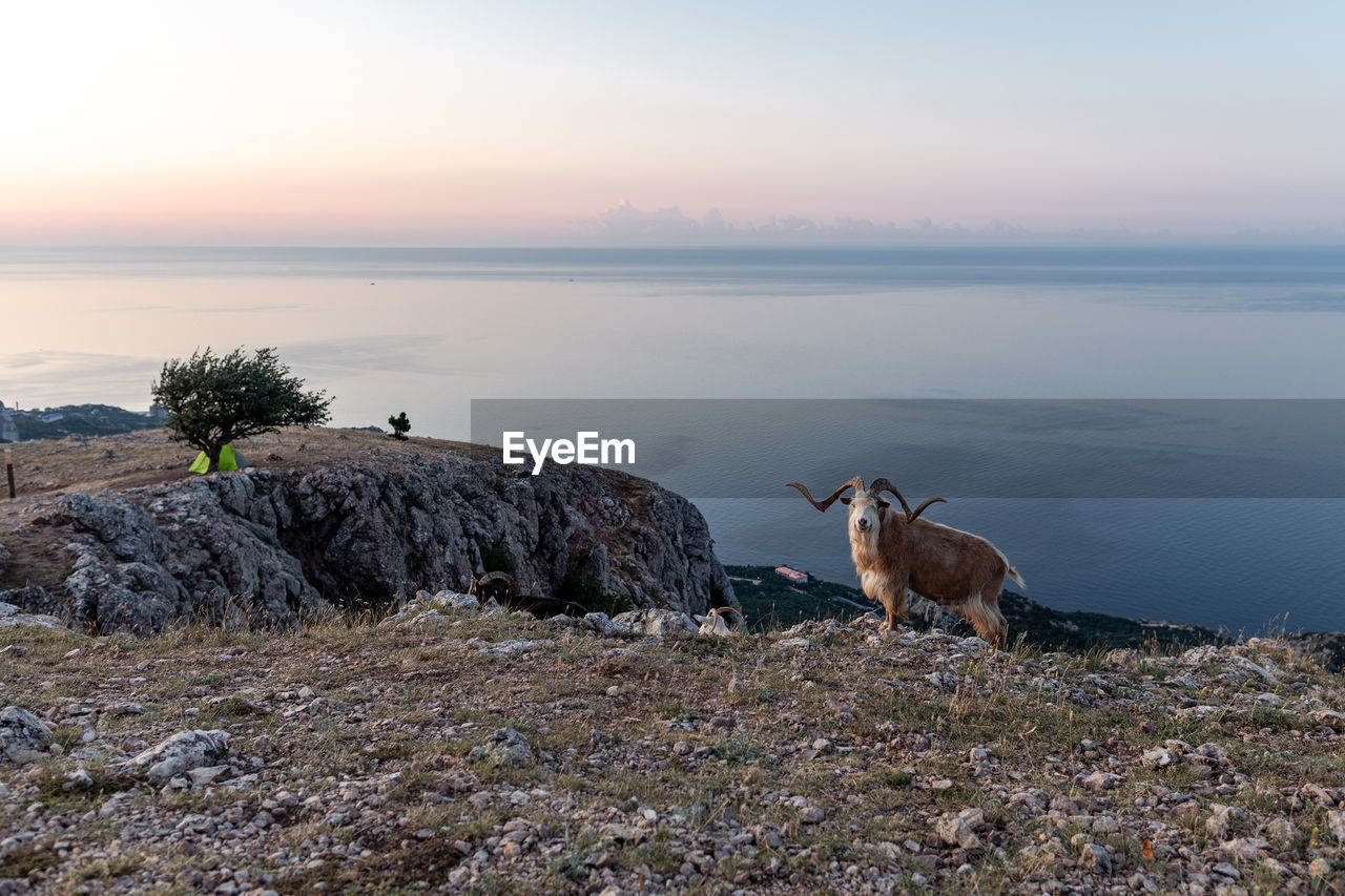 VIEW OF A TURTLE ON ROCK AGAINST SKY