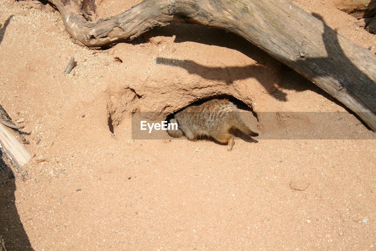 HIGH ANGLE VIEW OF CROCODILE