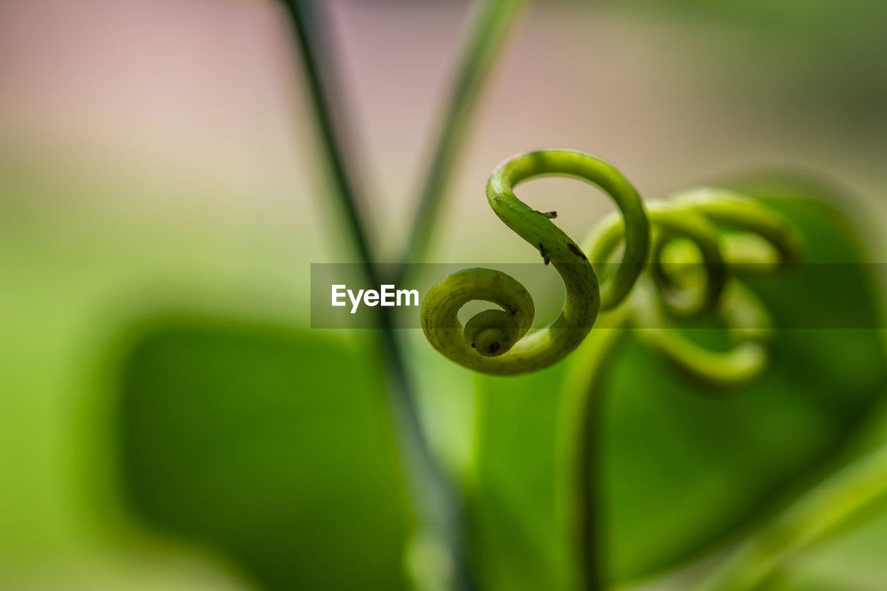 CLOSE-UP OF GREEN PLANT