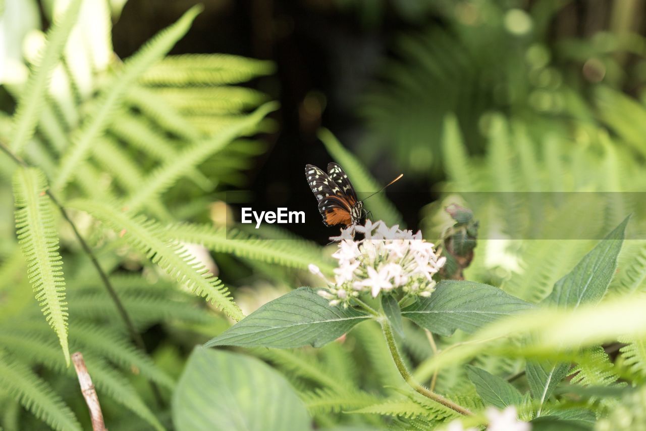 Close-up of insect on plant