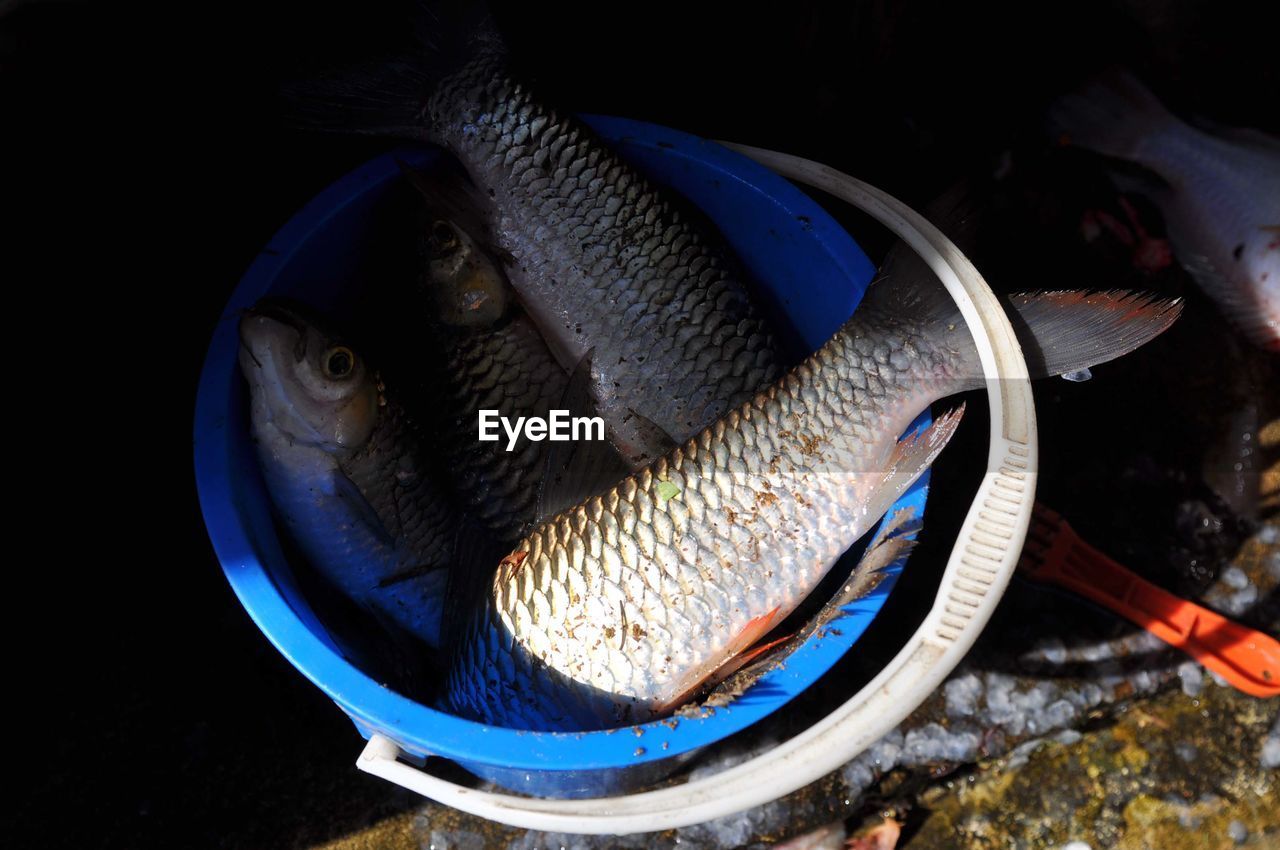 CLOSE-UP VIEW OF FISH WITH FISHES