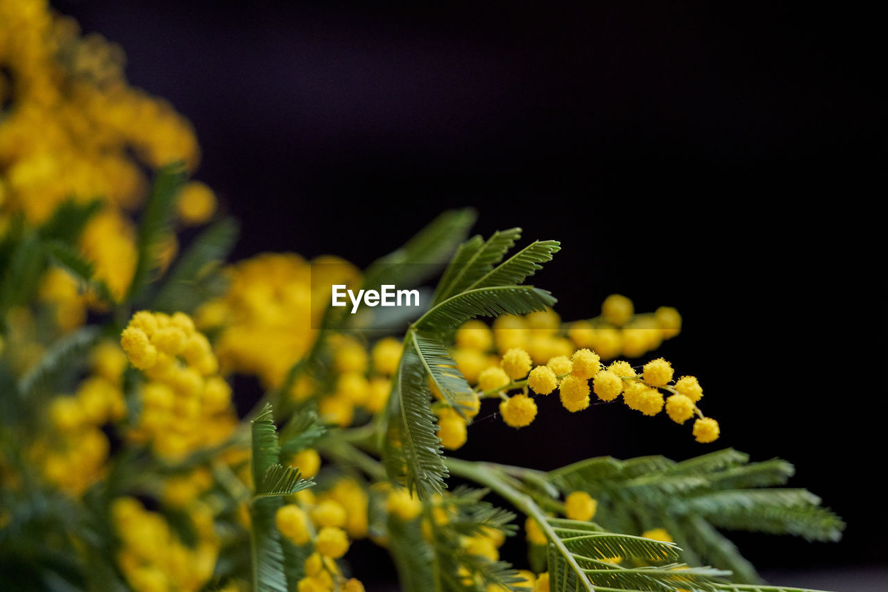 Close-up of yellow flowering plant against black background