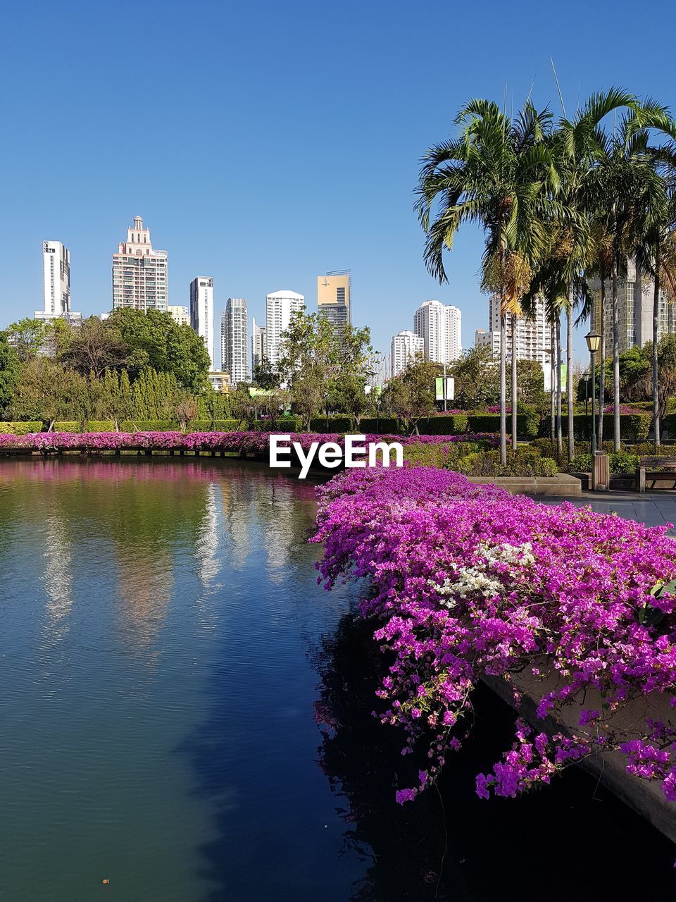 Purple flowering plants by water in city against clear sky