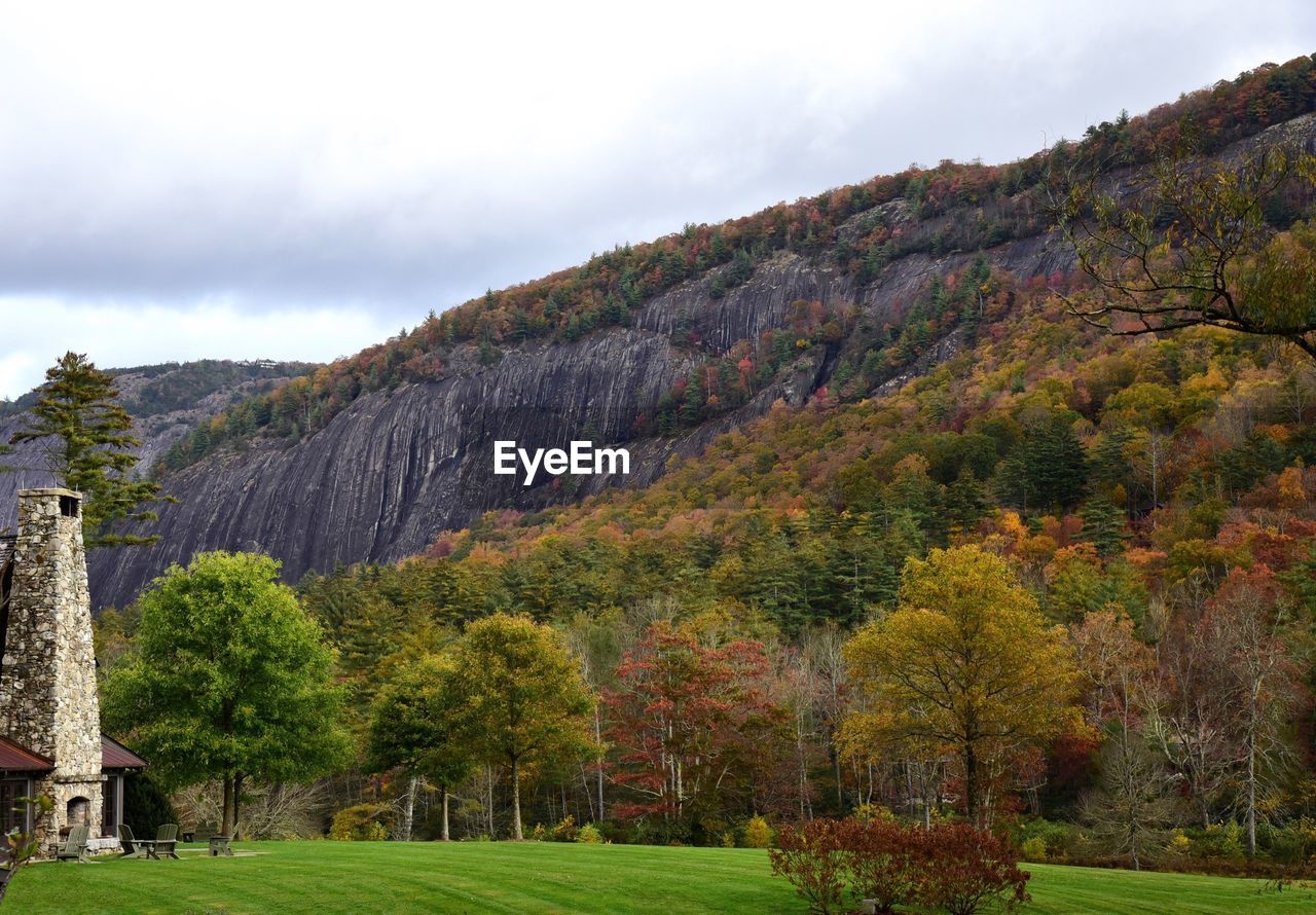 SCENIC VIEW OF TREES ON MOUNTAIN AGAINST SKY