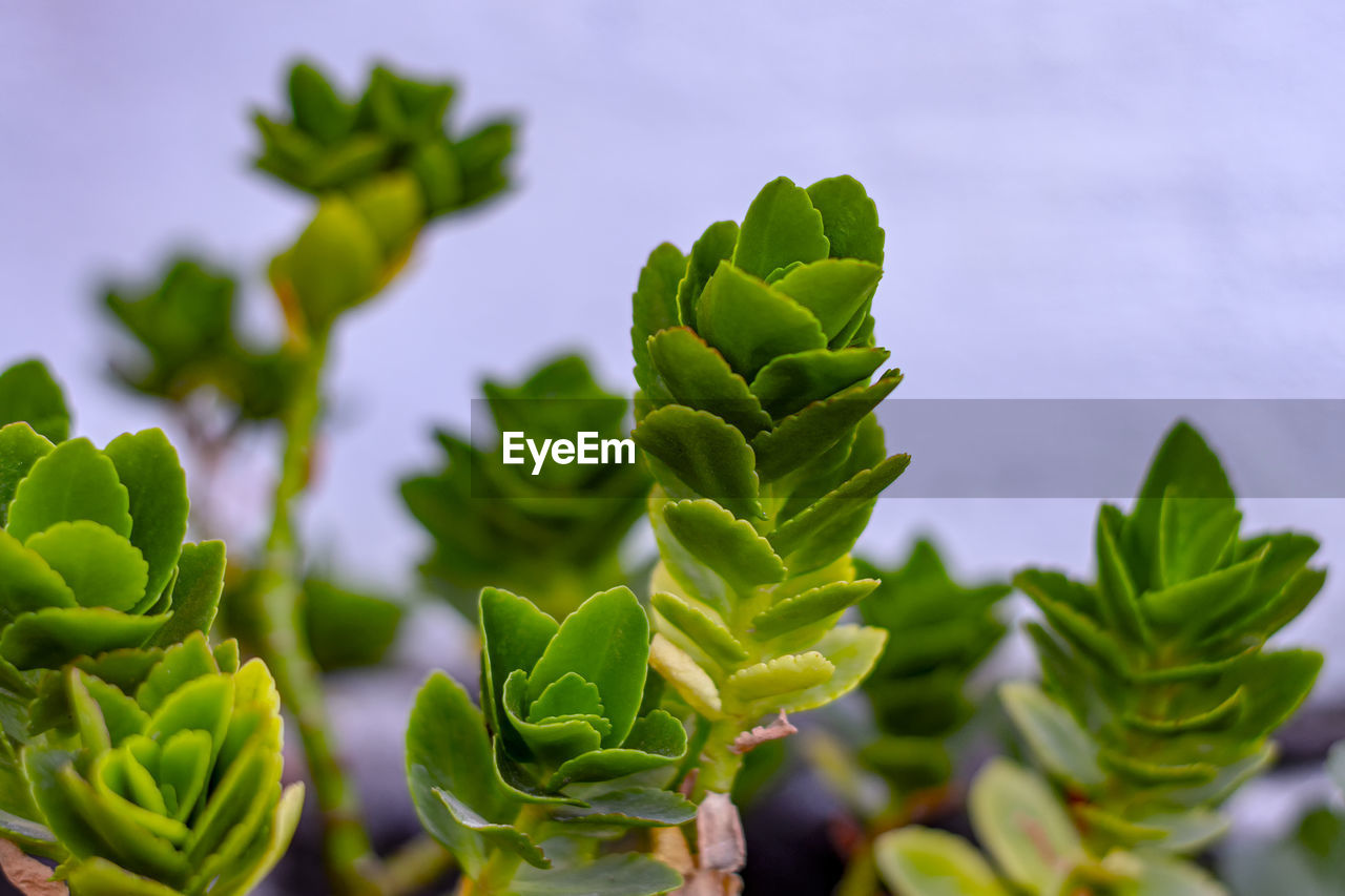 CLOSE-UP OF GREEN LEAVES AGAINST SKY