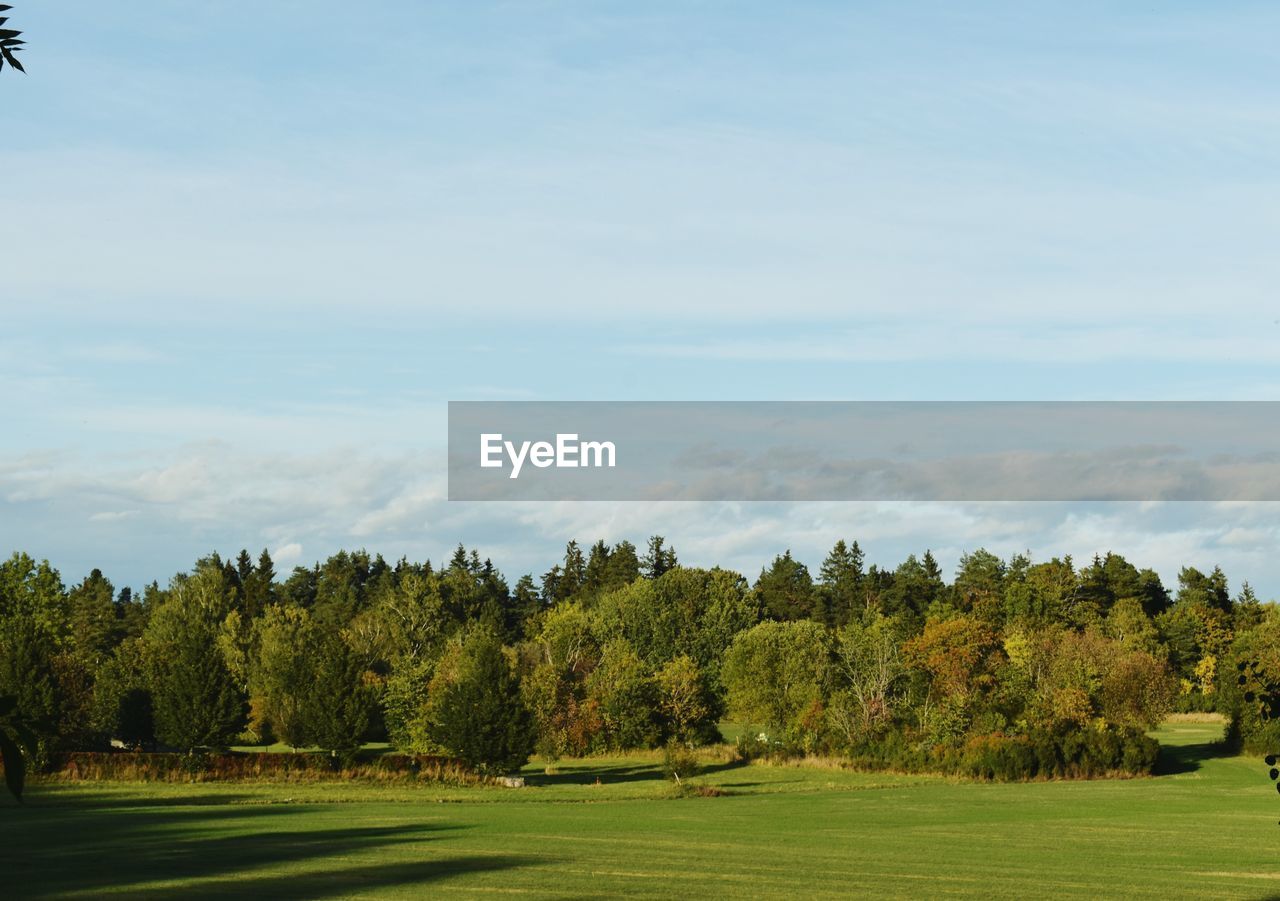 Trees on field against sky