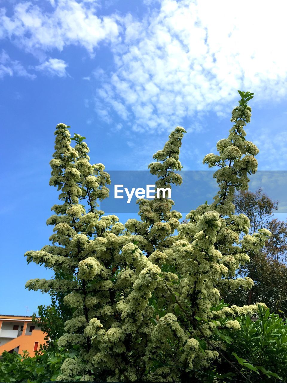 LOW ANGLE VIEW OF FLOWERING PLANT AGAINST SKY