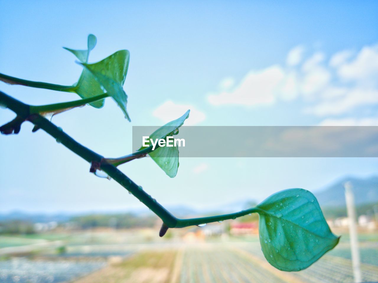 CLOSE-UP OF GREEN LEAVES AGAINST SKY